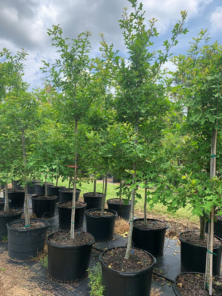 quercus-texana-nuttall-oak-quercus-nuttallii