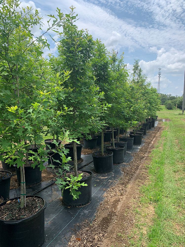 quercus-texana-nuttall-oak-quercus-nuttallii
