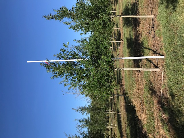 quercus-texana-nuttall-oak-quercus-nuttallii