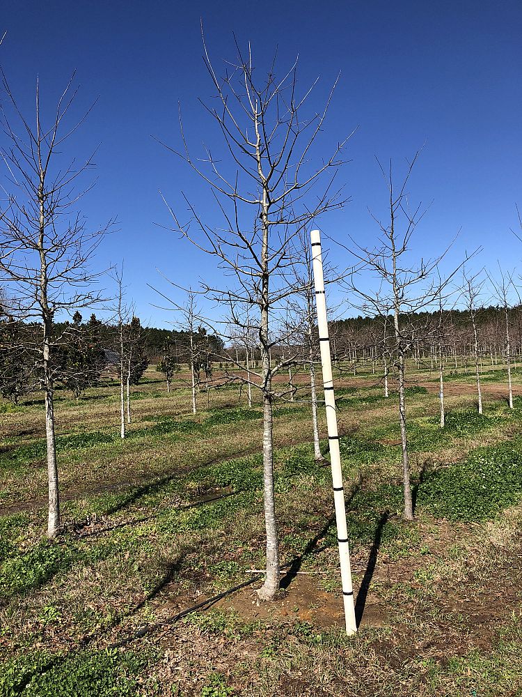 quercus-texana-nuttall-oak-quercus-nuttallii