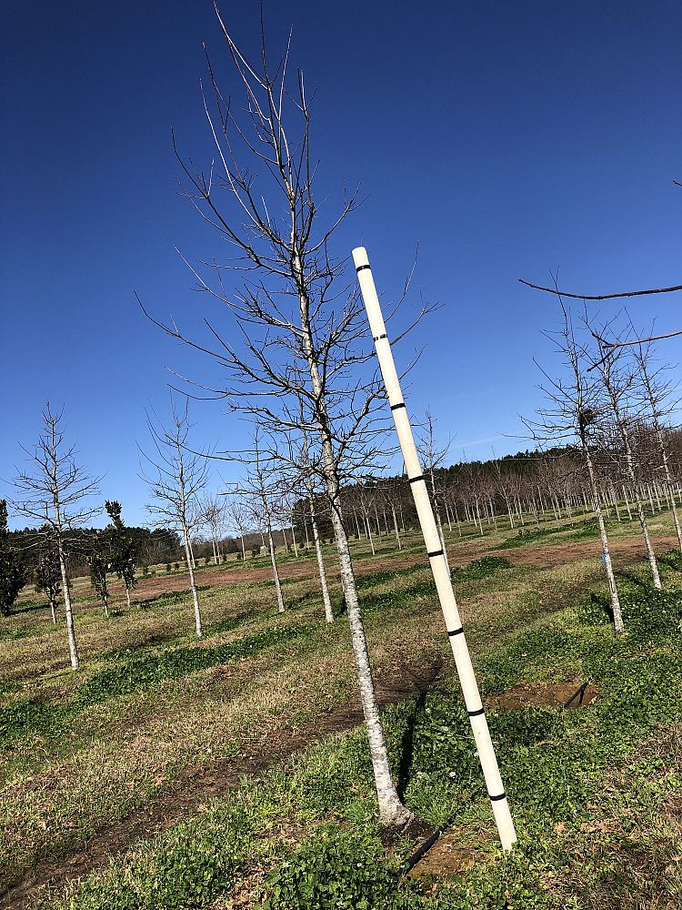 quercus-texana-nuttall-oak-quercus-nuttallii