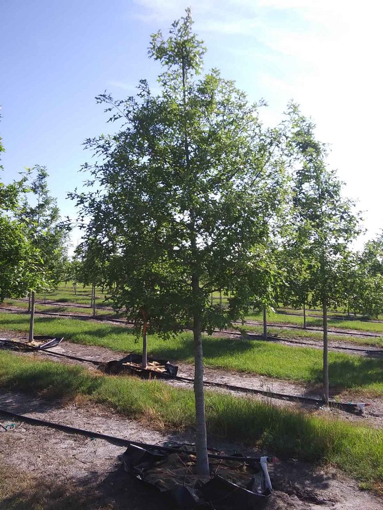 quercus-texana-nuttall-oak-quercus-nuttallii