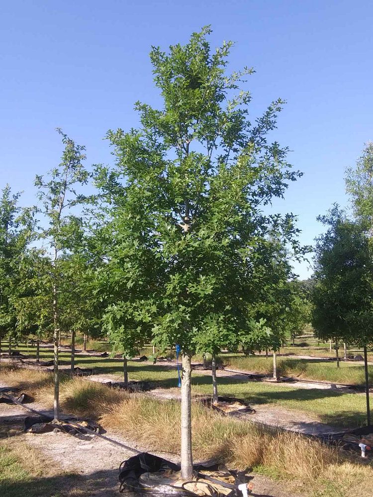 quercus-texana-nuttall-oak-quercus-nuttallii