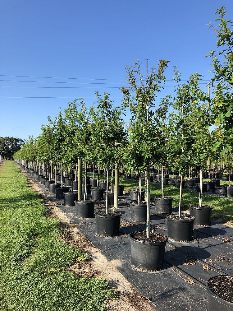 quercus-texana-nuttall-oak-quercus-nuttallii