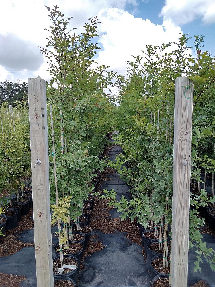 quercus-texana-nuttall-oak-quercus-nuttallii