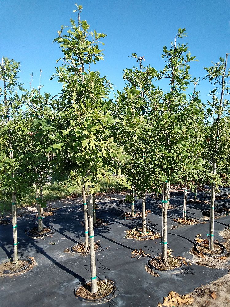 quercus-texana-nuttall-oak-quercus-nuttallii