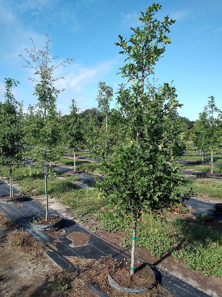 quercus-texana-nuttall-oak-quercus-nuttallii