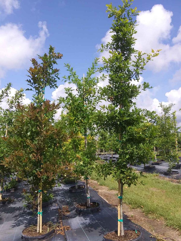 quercus-texana-nuttall-oak-quercus-nuttallii