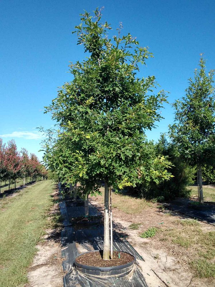 quercus-texana-nuttall-oak-quercus-nuttallii