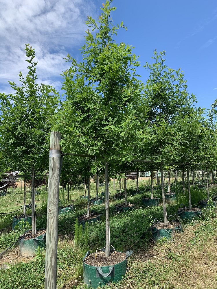 quercus-texana-nuttall-oak-quercus-nuttallii