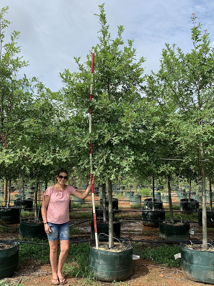 quercus-texana-nuttall-oak-quercus-nuttallii