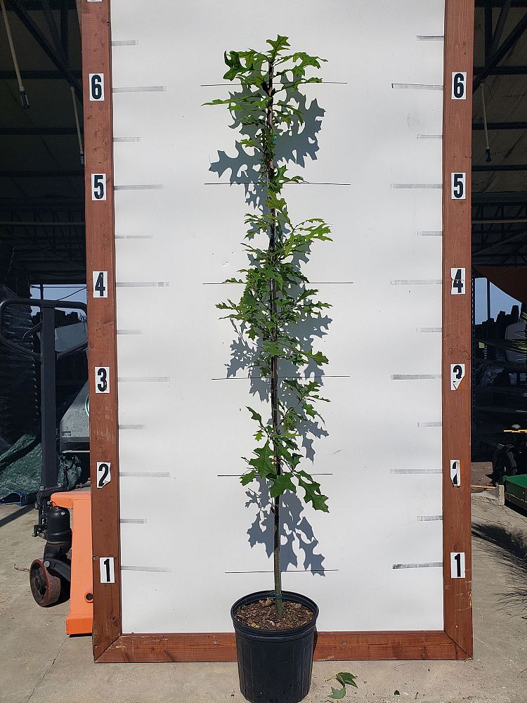 quercus-texana-nuttall-oak-quercus-nuttallii