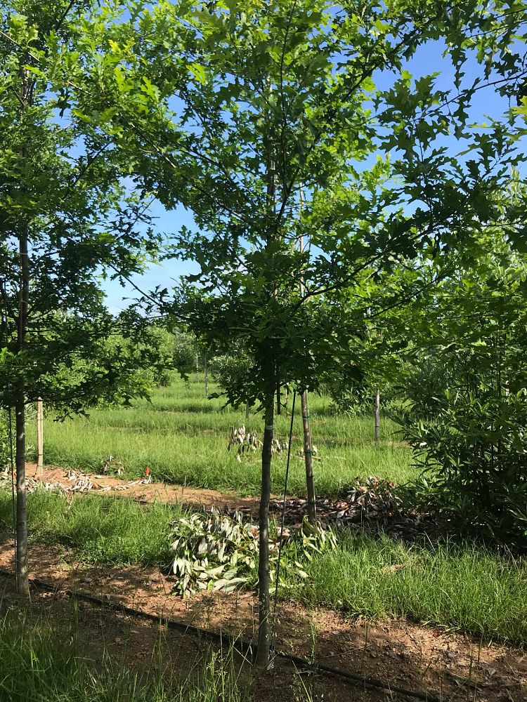 quercus-texana-nuttall-oak-quercus-nuttallii