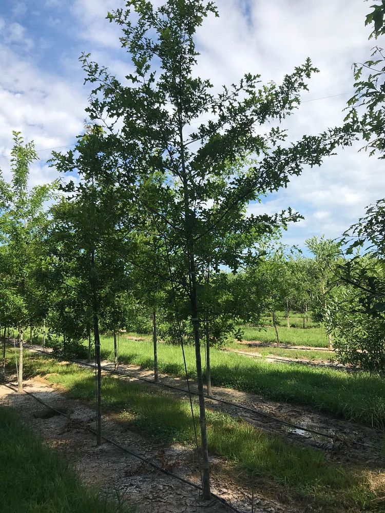 quercus-texana-nuttall-oak-quercus-nuttallii