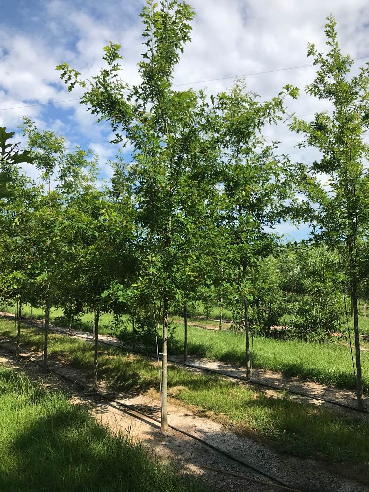 quercus-texana-nuttall-oak-quercus-nuttallii