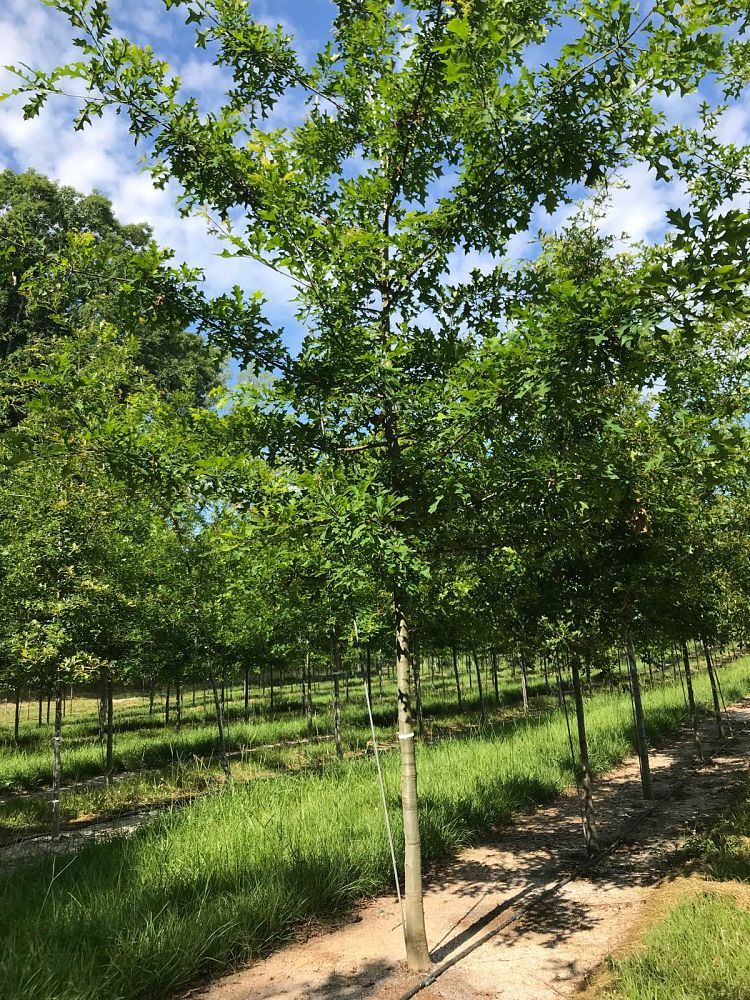 quercus-texana-nuttall-oak-quercus-nuttallii