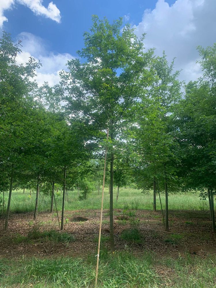 quercus-texana-nuttall-oak-quercus-nuttallii