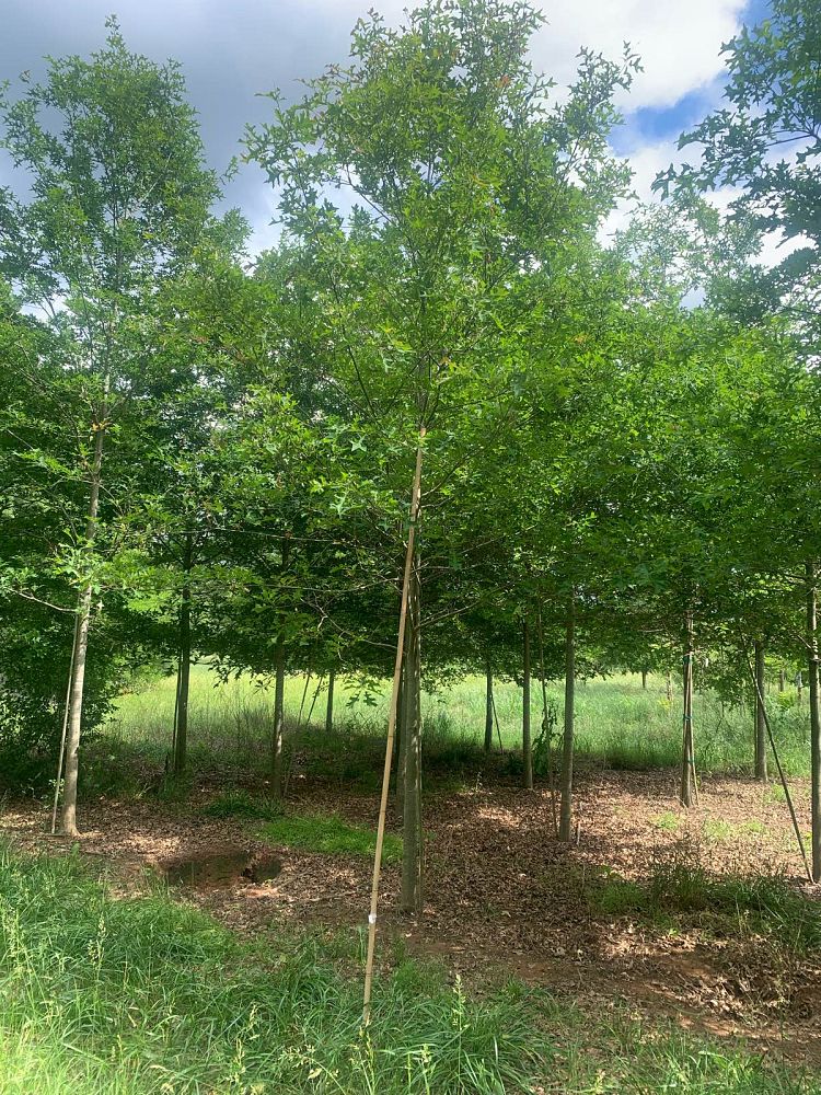 quercus-texana-nuttall-oak-quercus-nuttallii