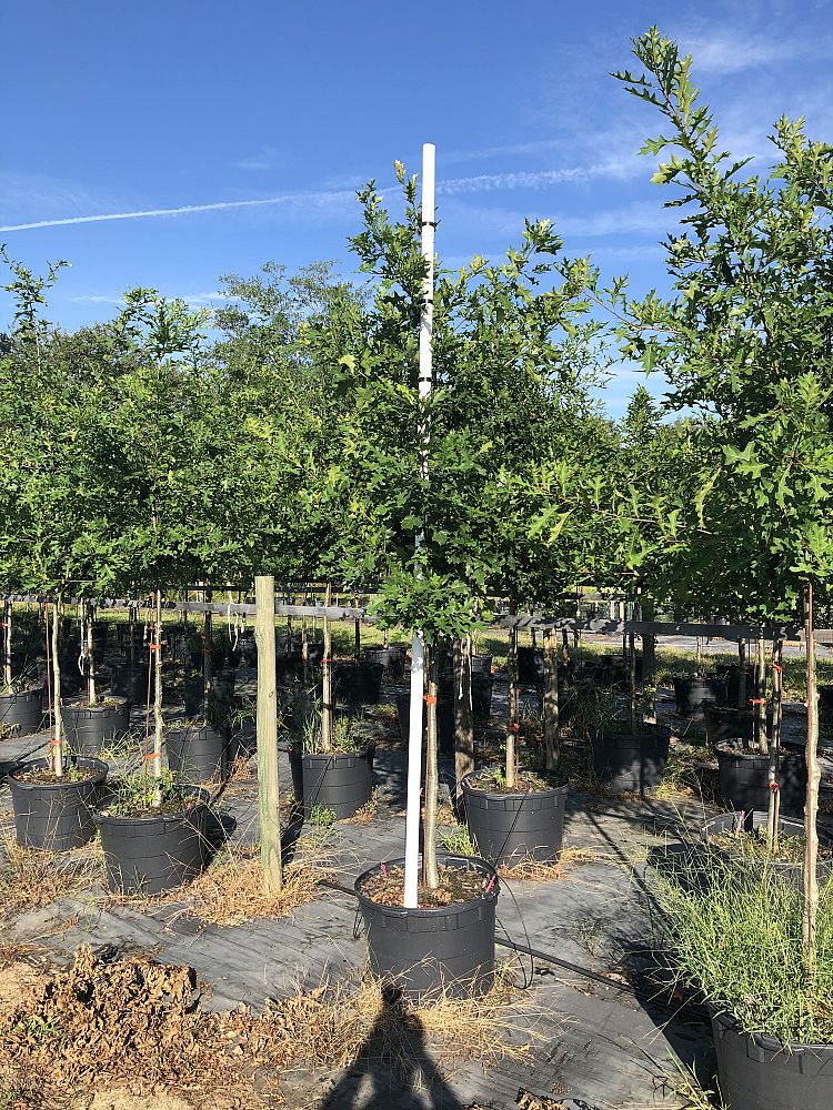quercus-texana-nuttall-oak-quercus-nuttallii