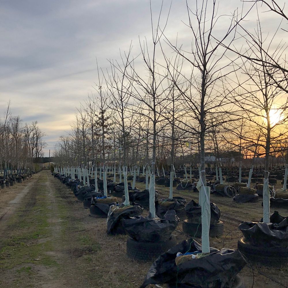 quercus-texana-nuttall-oak-quercus-nuttallii