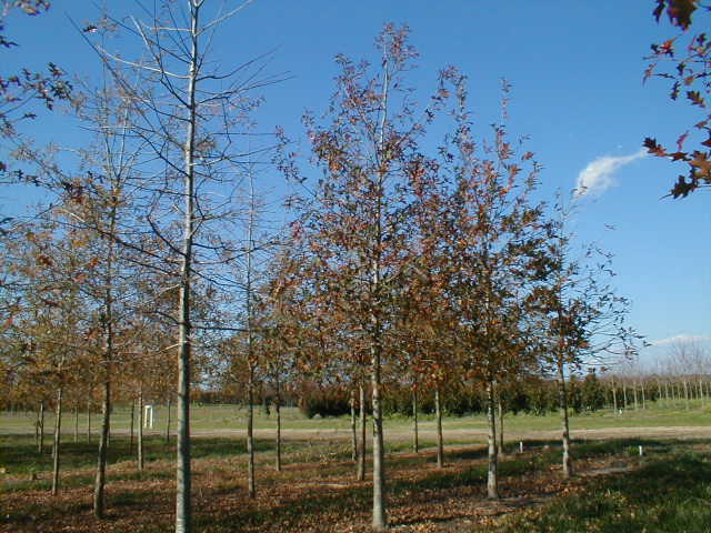 quercus-texana-nuttall-oak-quercus-nuttallii