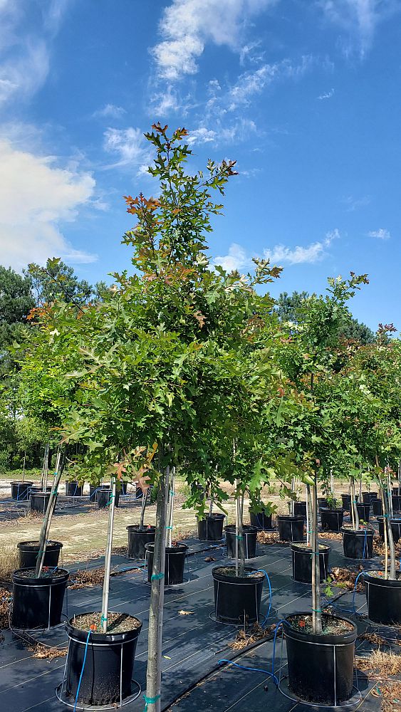 quercus-texana-nuttall-oak-quercus-nuttallii