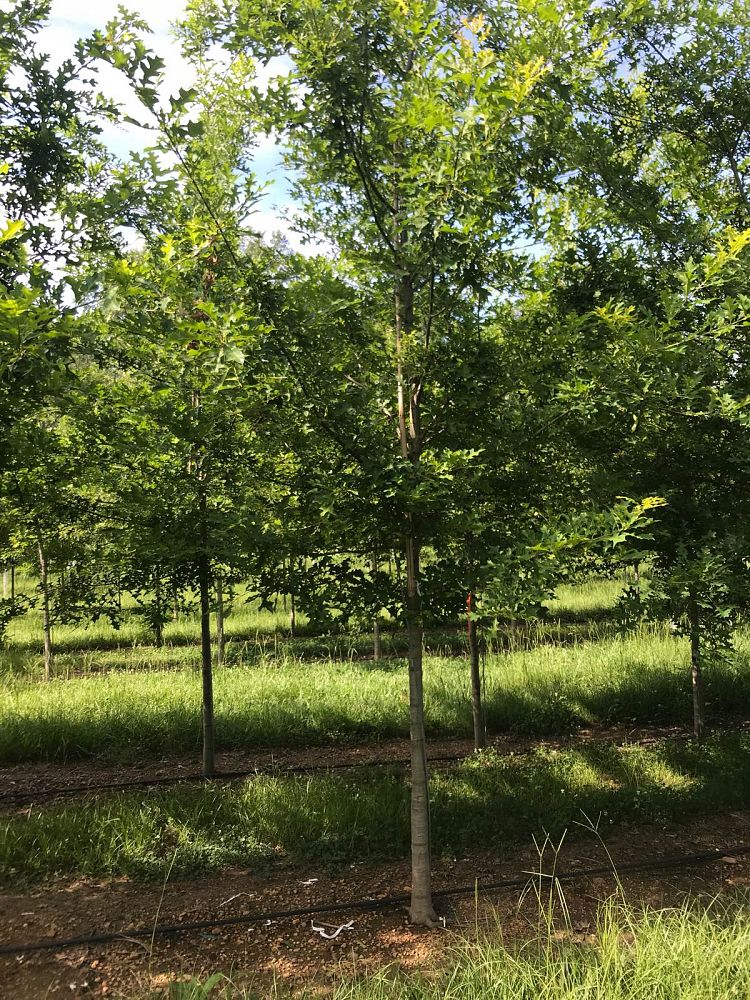 quercus-texana-nuttall-oak-quercus-nuttallii