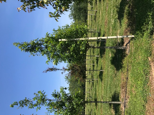 quercus-texana-nuttall-oak-quercus-nuttallii