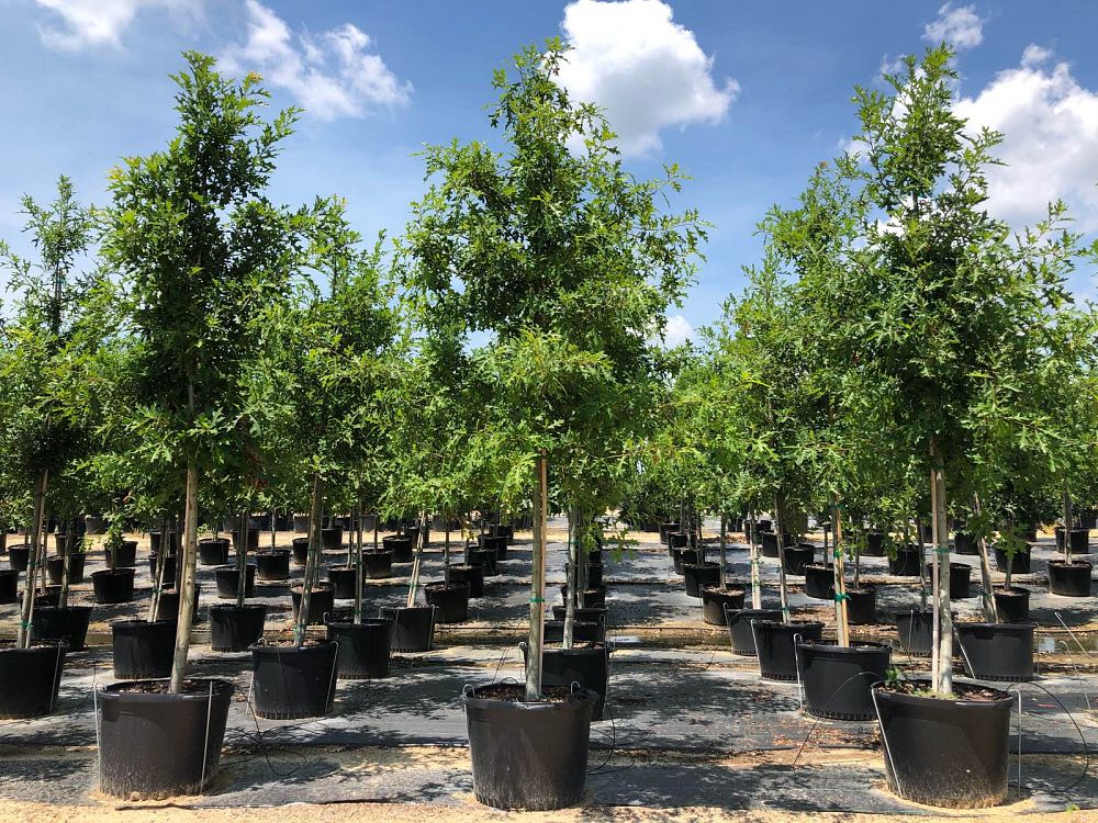 quercus-texana-nuttall-oak-quercus-nuttallii