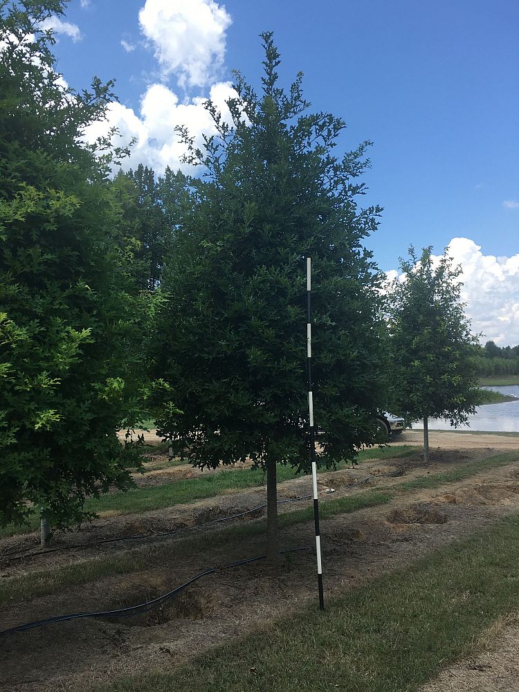 quercus-texana-nuttall-oak-quercus-nuttallii