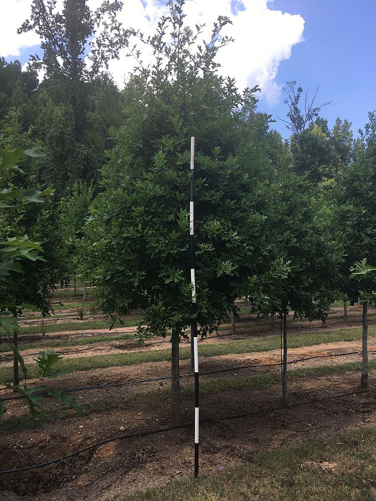 quercus-texana-nuttall-oak-quercus-nuttallii