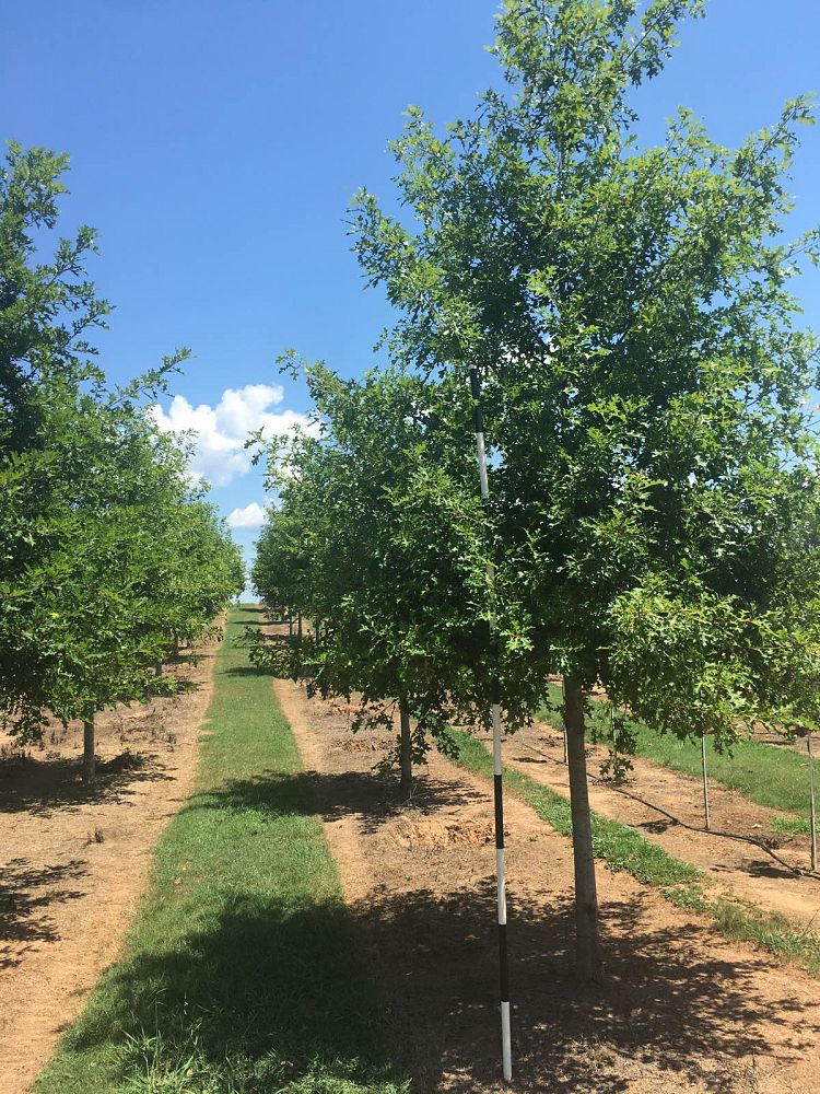 quercus-texana-nuttall-oak-quercus-nuttallii