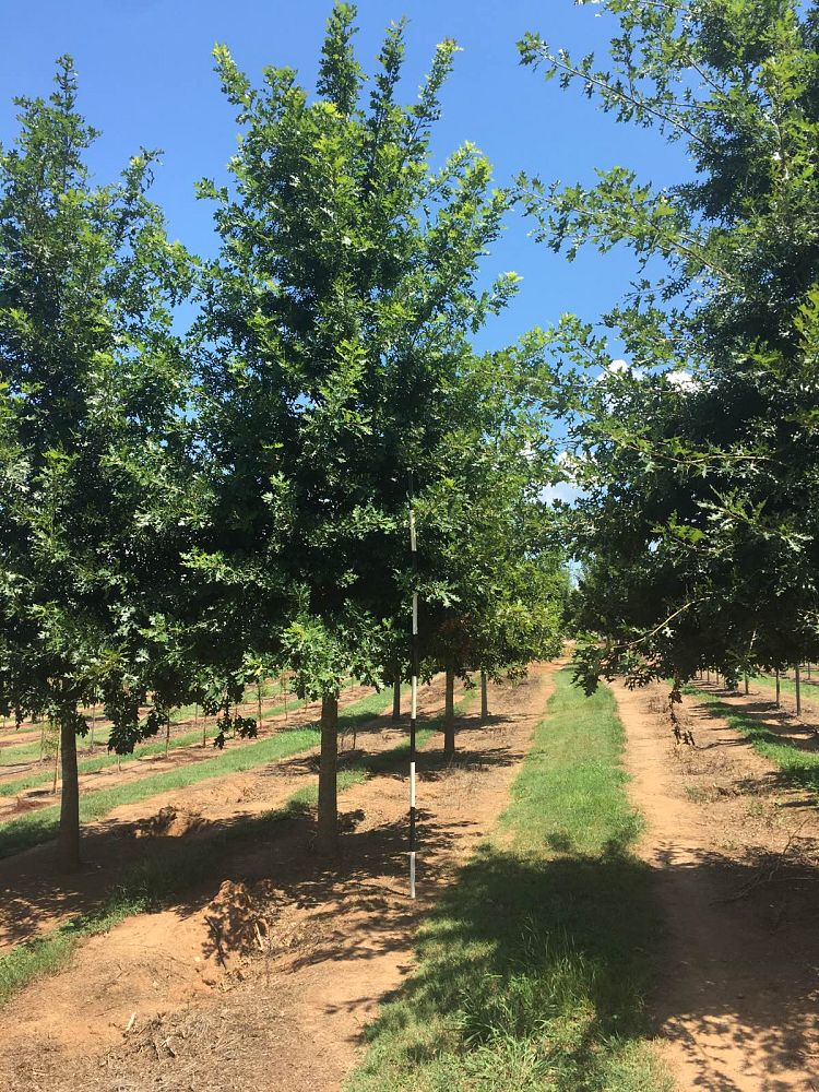 quercus-texana-nuttall-oak-quercus-nuttallii