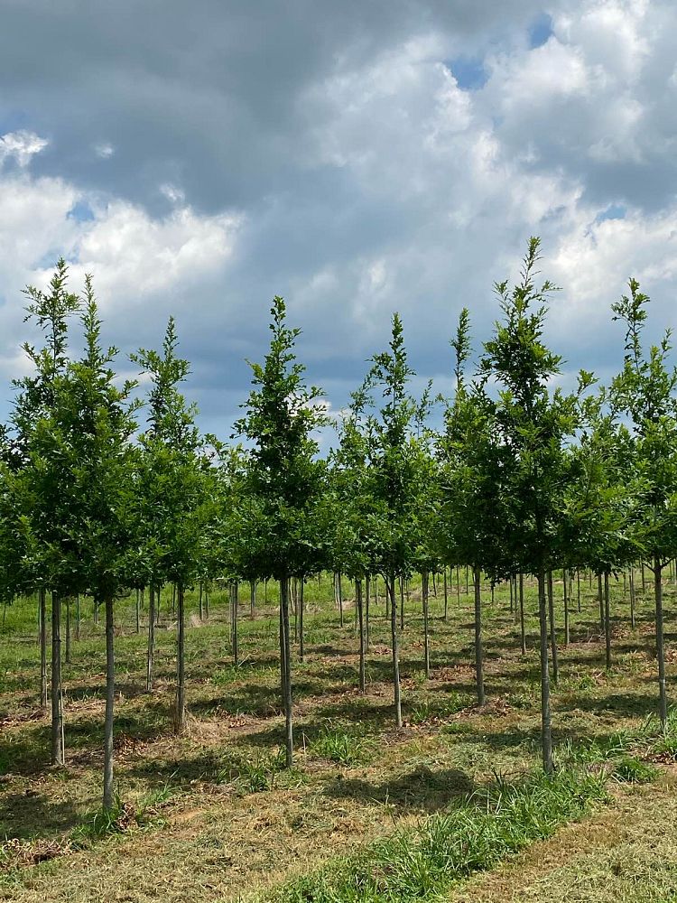 quercus-texana-nuttall-oak-quercus-nuttallii