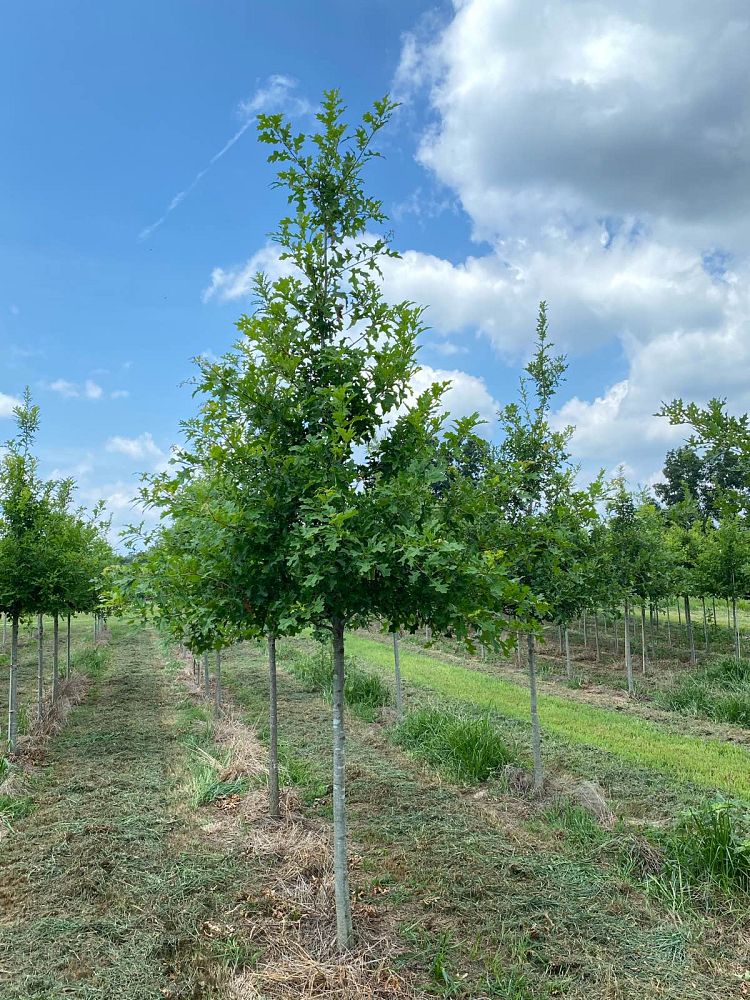 quercus-texana-nuttall-oak-quercus-nuttallii