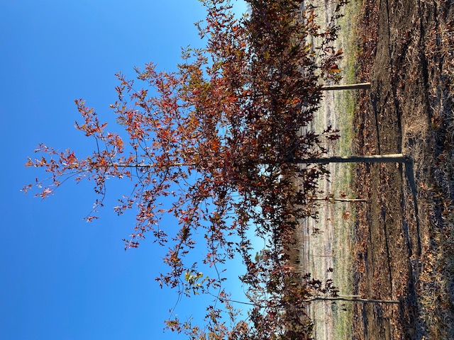 quercus-texana-nuttall-oak-quercus-nuttallii