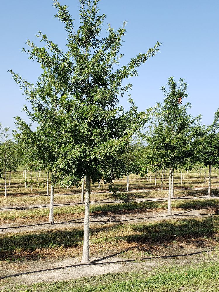 quercus-texana-nuttall-oak-quercus-nuttallii