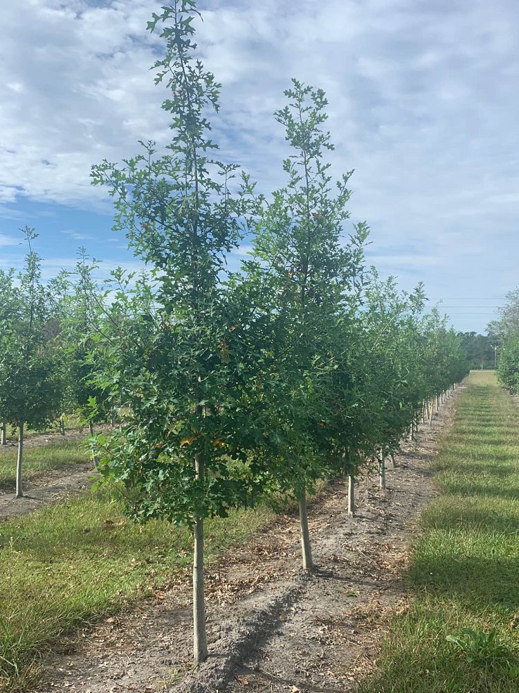 quercus-texana-nuttall-oak-quercus-nuttallii