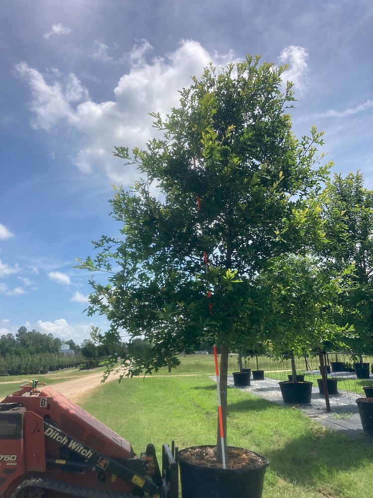 quercus-texana-nuttall-oak-quercus-nuttallii