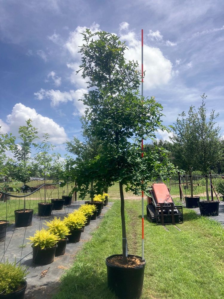 quercus-texana-nuttall-oak-quercus-nuttallii