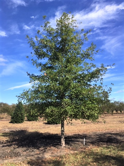 quercus-texana-nuttall-oak-quercus-nuttallii