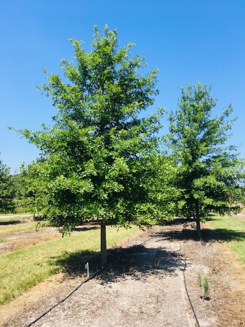 quercus-texana-nuttall-oak-quercus-nuttallii