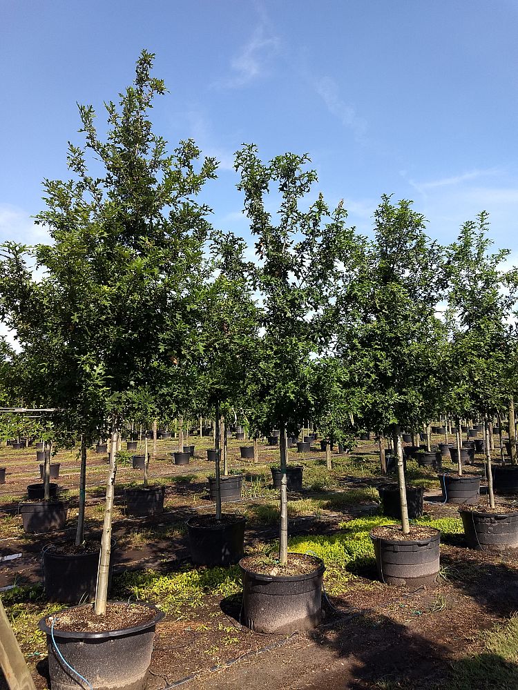 quercus-texana-nuttall-oak-quercus-nuttallii