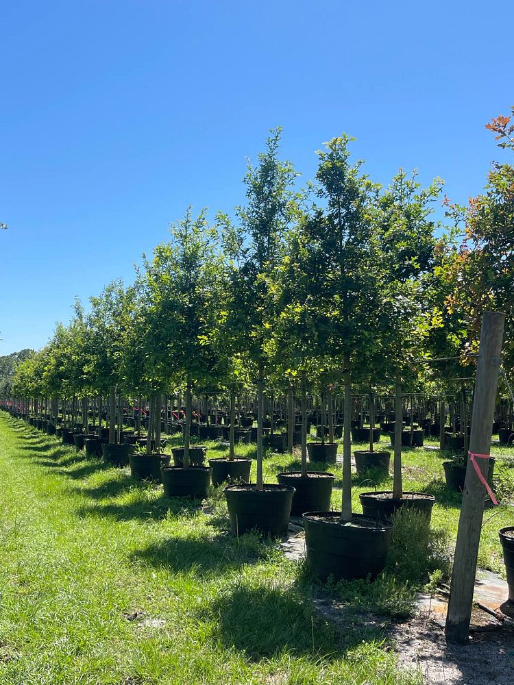 quercus-texana-nuttall-oak-quercus-nuttallii