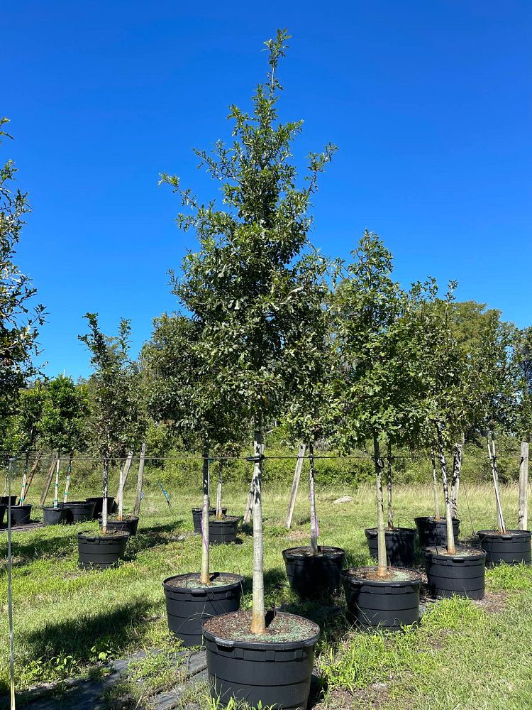 quercus-texana-nuttall-oak-quercus-nuttallii