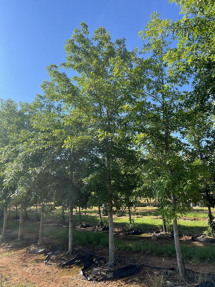quercus-texana-nuttall-oak-quercus-nuttallii