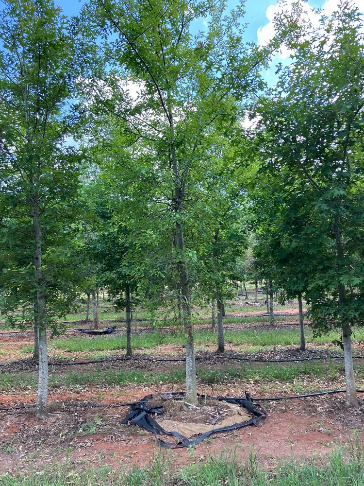 quercus-texana-nuttall-oak-quercus-nuttallii