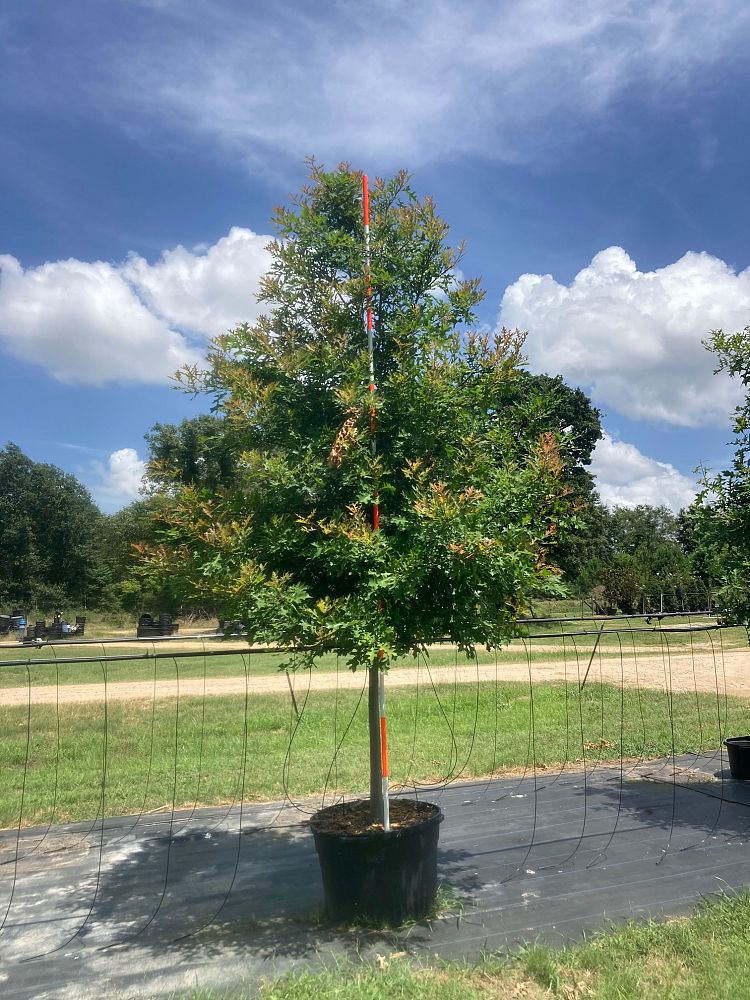 quercus-texana-nuttall-oak-quercus-nuttallii
