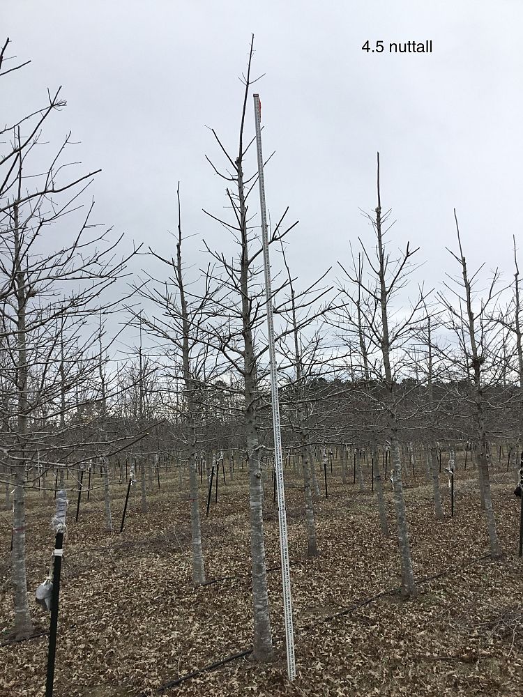 quercus-texana-nuttall-oak-quercus-nuttallii