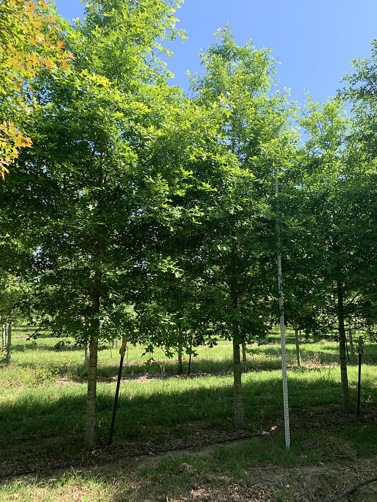 quercus-texana-nuttall-oak-quercus-nuttallii